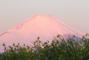 季節のはな・とり‐４‐　菜の花とピンクの富士山