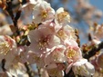 季節のはな・とり‐３‐　カンザクラ（寒桜）