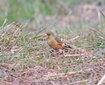 ＜新 花鳥風月・６＞オオカワラヒワ