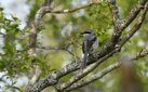  ＜新 花鳥風月・１７＞オオモズ