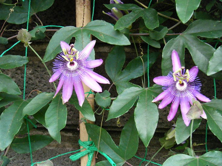 すべての花の画像 ぜいたく時計草 種類