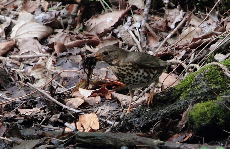 ピックアップコラム 花鳥風月 １８１ クロツグミ メス アドバンスニュース