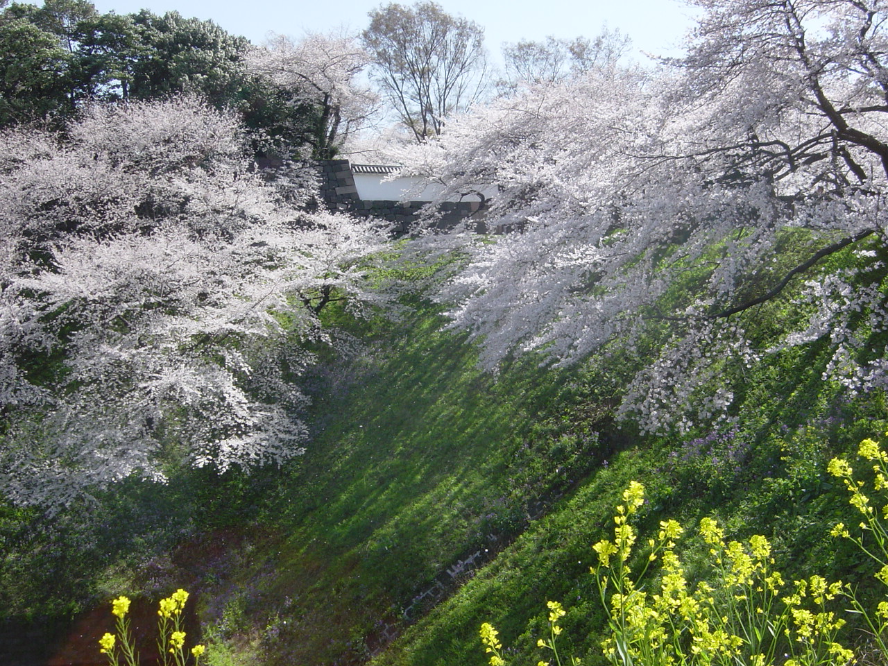 染井吉野.JPG